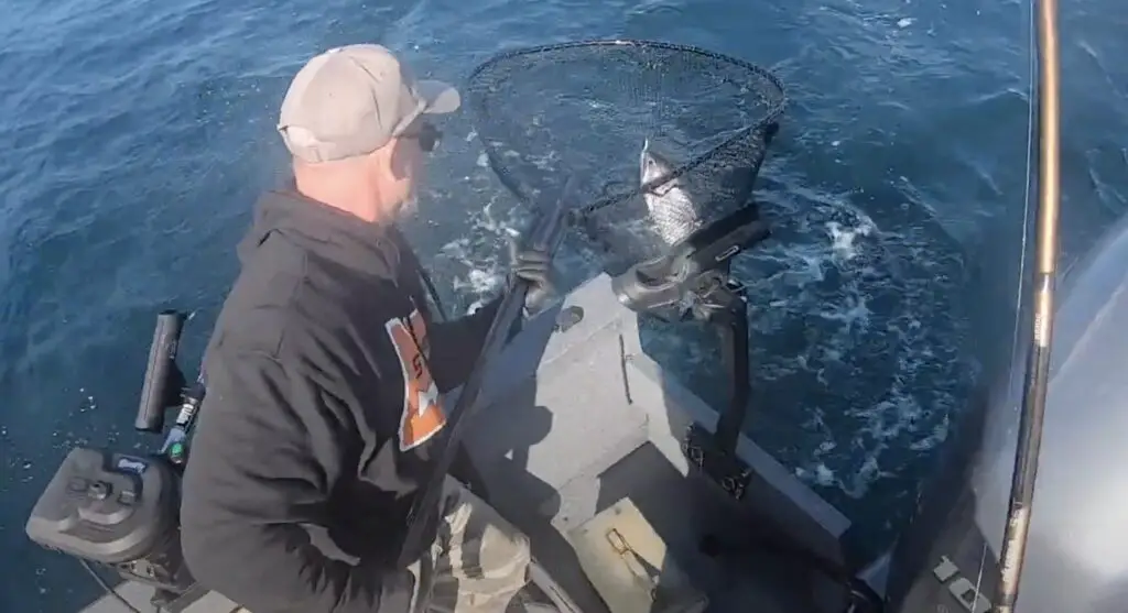 Netting a downrigger caught salmon