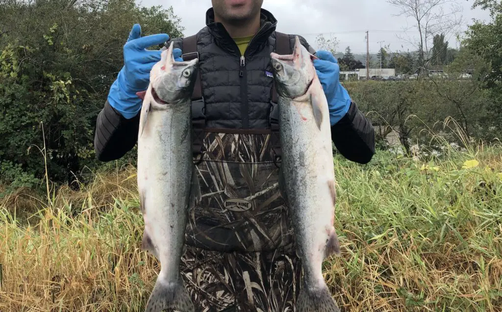 A couple of bright pink salmon