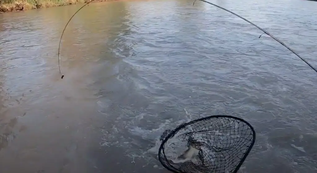 Pink salmon in the net on the zero vis Puyallup