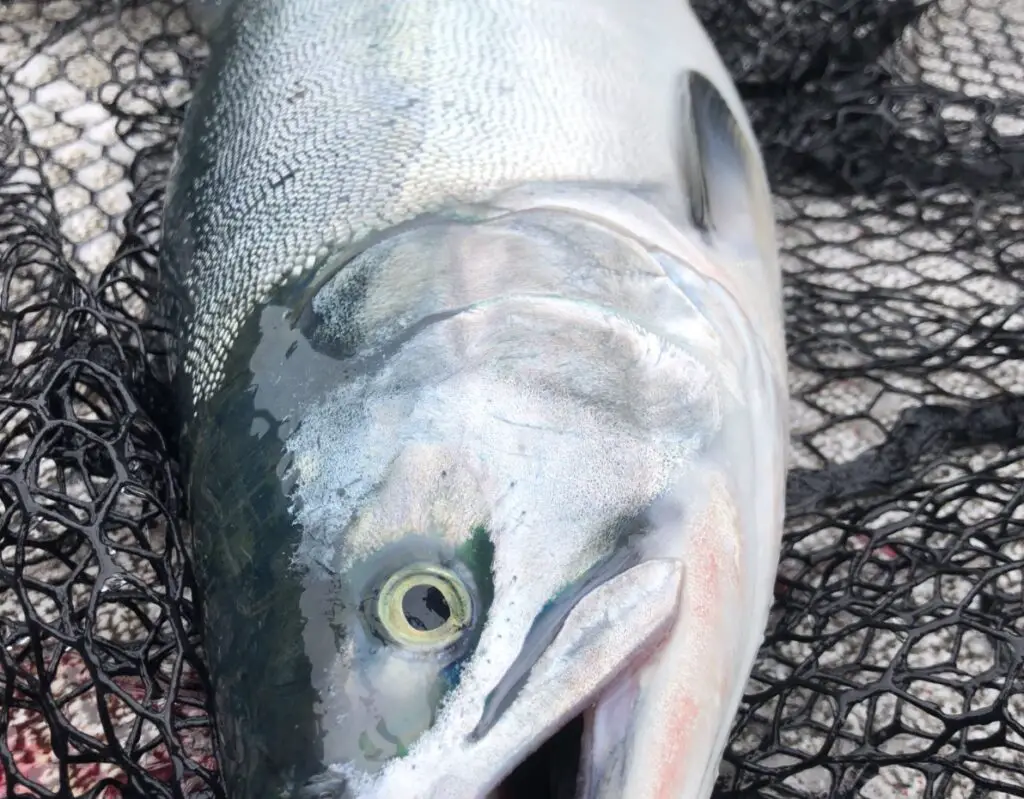 Chrome bright pink salmon from the Puget Sound