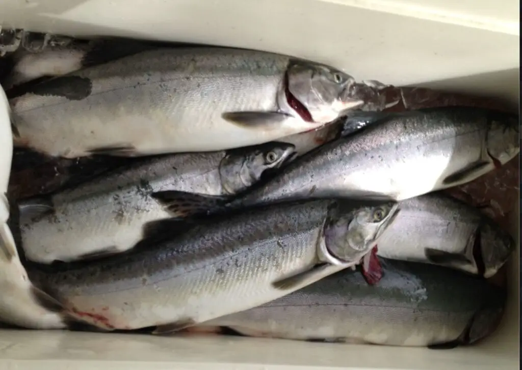 Cooler full of bright pinks caught on dick nites