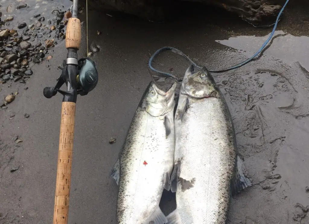 Pair of kings caught with a Shimano Curado casting reel