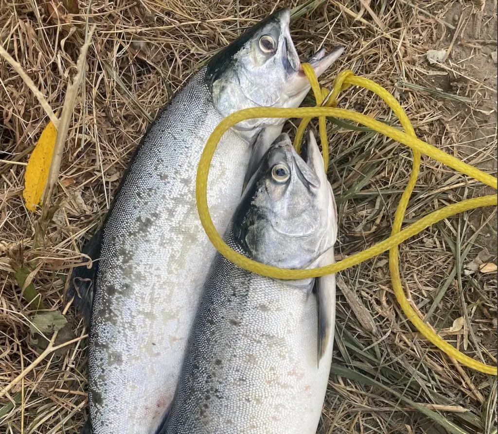 A couple of pink salmon from the Puyallup