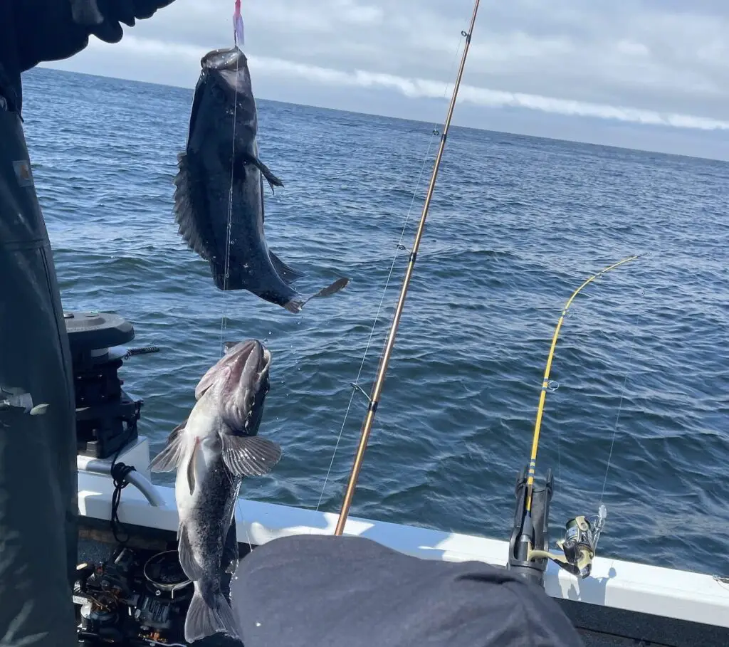 Double seabass rig