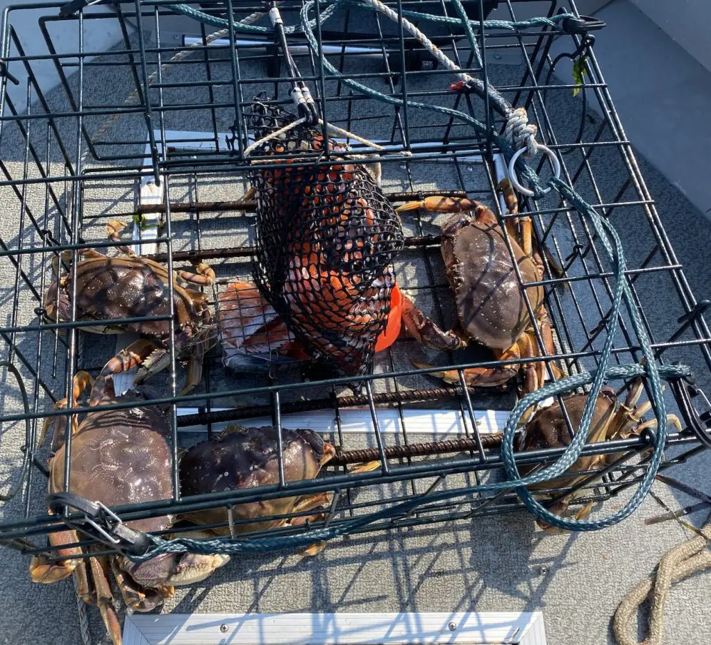 The Best Crabbing Techniques for Puget Sound PNW BestLife