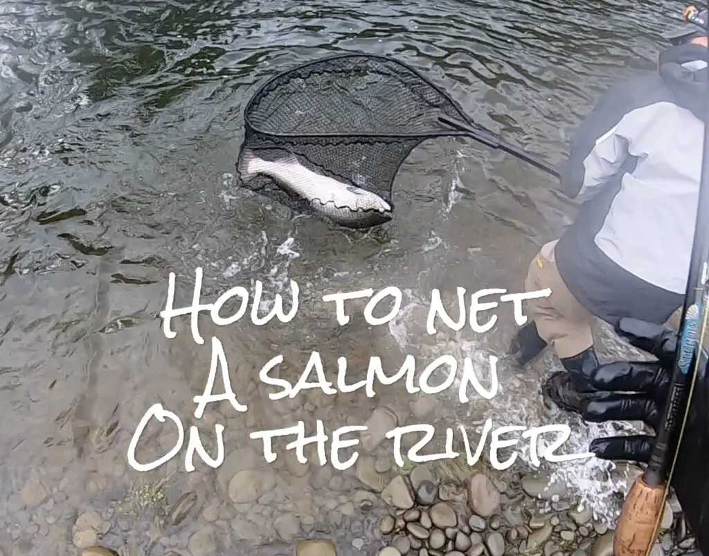How to net a salmon