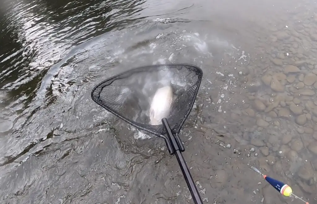 Netting a king salmon