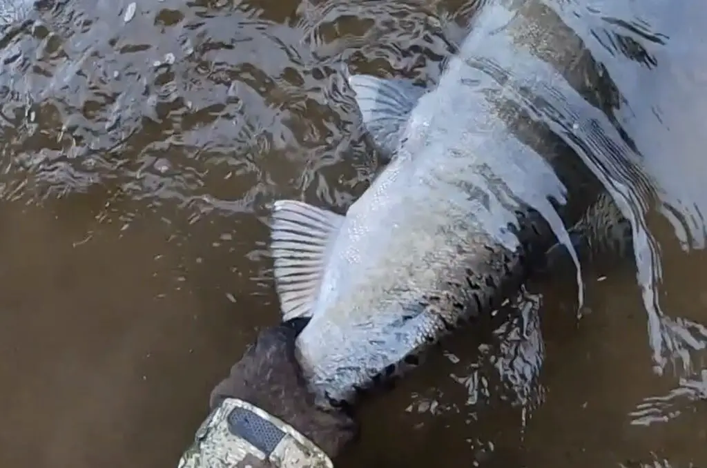 Tailing a salmon with wool gloves
