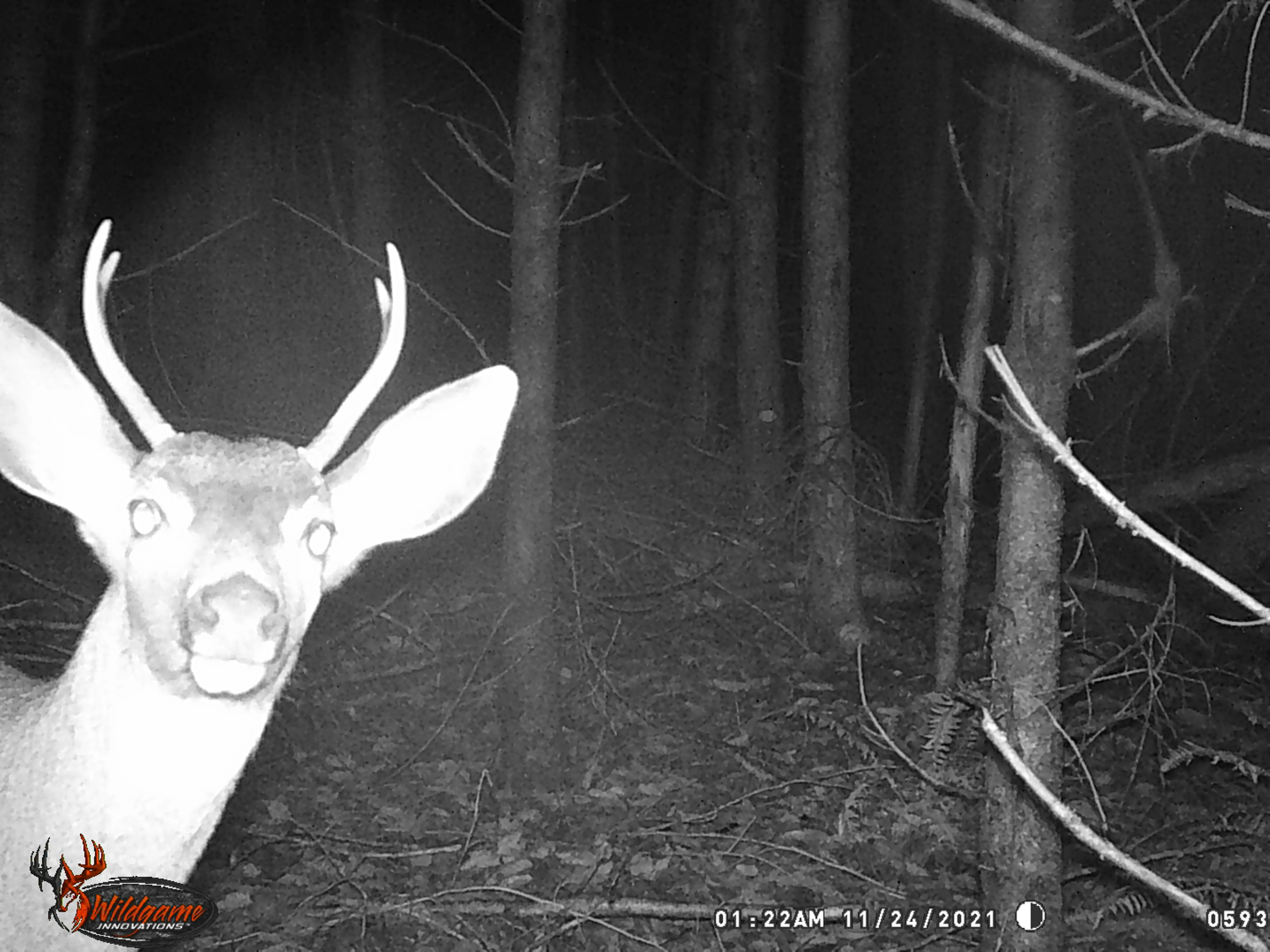 Fork buck facing camera