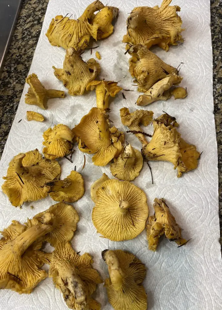 Lots of chanterelles drying out