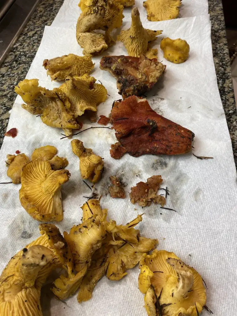 chanterelles and lobsters drying out