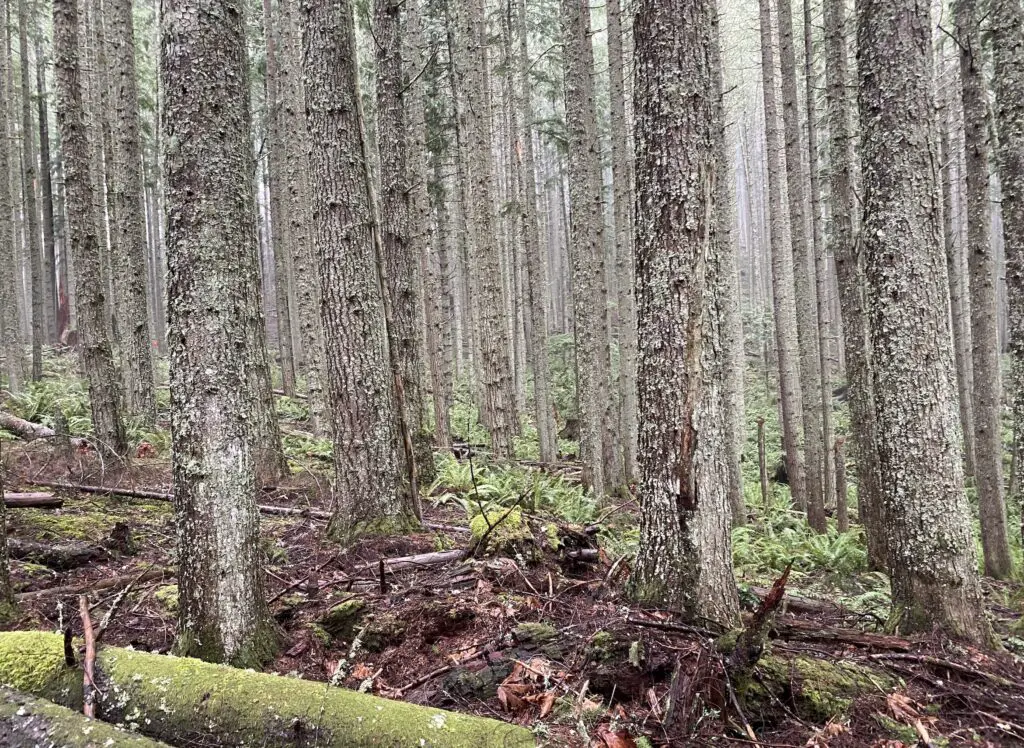 second growth chanterelle forest