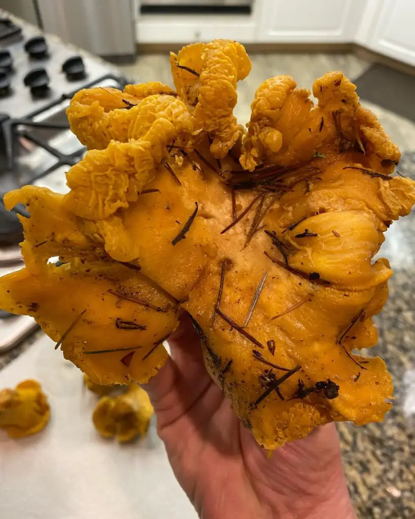 holding a giant chanterelle mushroom