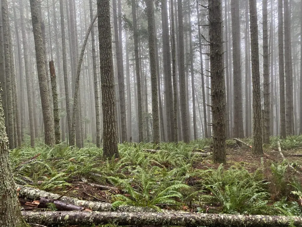 Misty elk bench and chanterelle forest