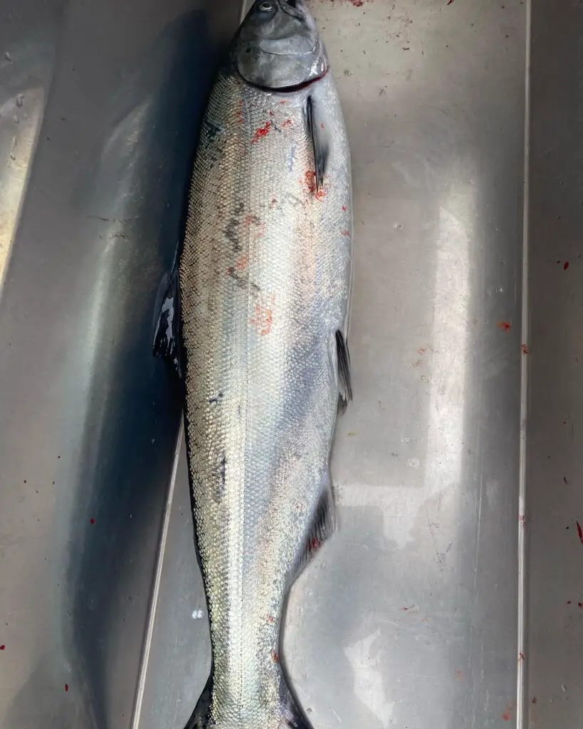 Blackmouth keeper salmon in the box