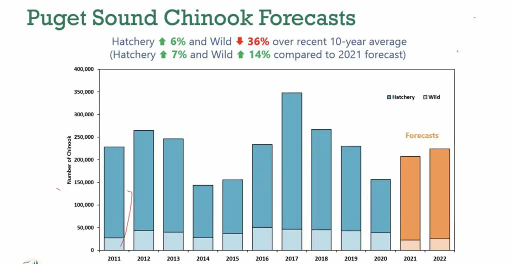 2022 Puget sound chinook forecasts