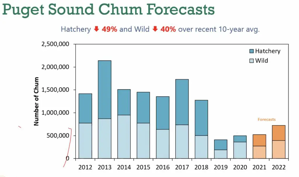 2022 Puget sound chum forecasts