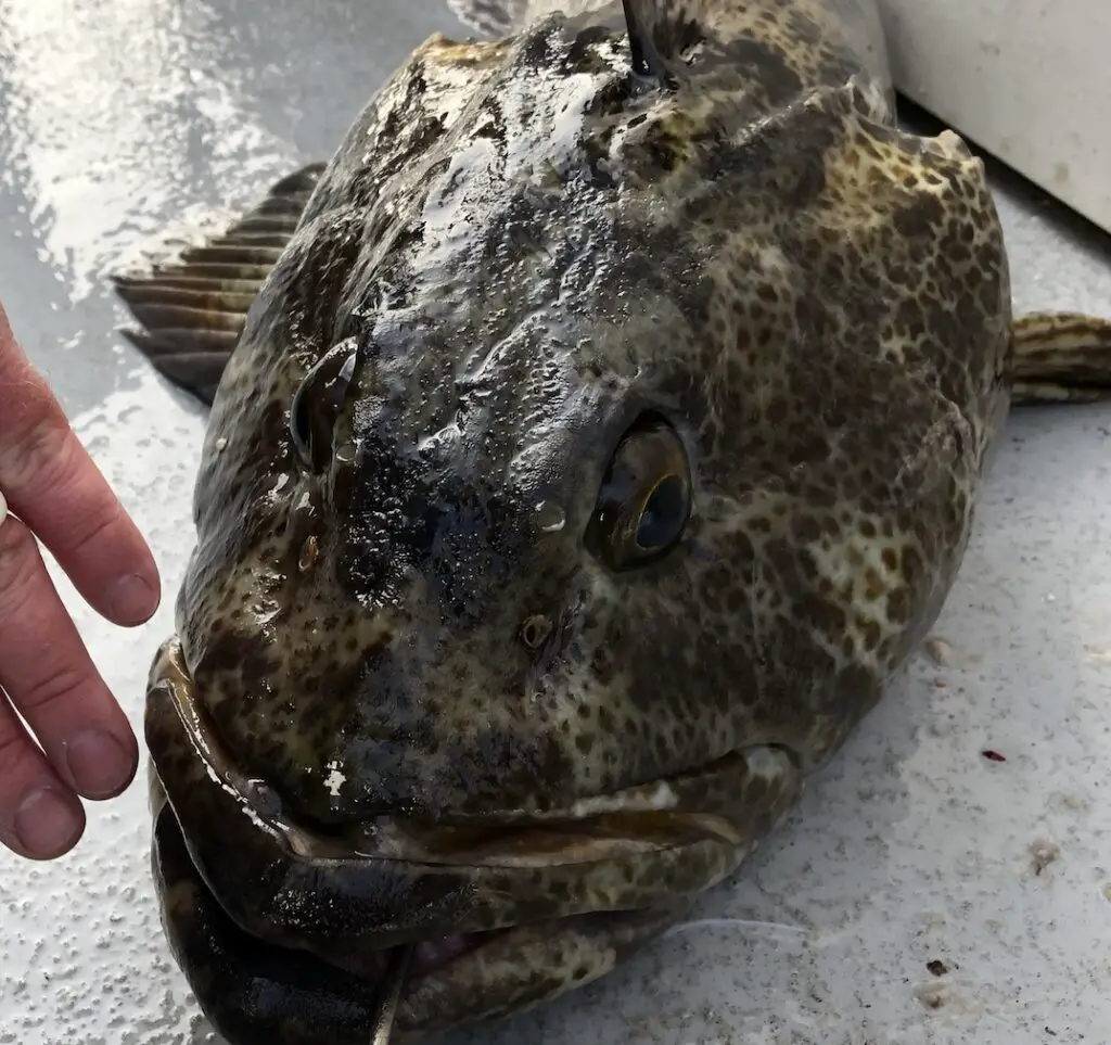 20 lb lingcod that hitchiked on a black rockfish