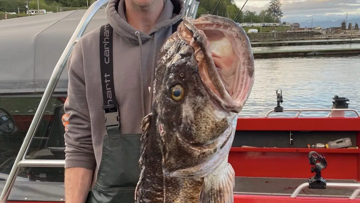 Lake Washington coho catch spotty, but other fish species are