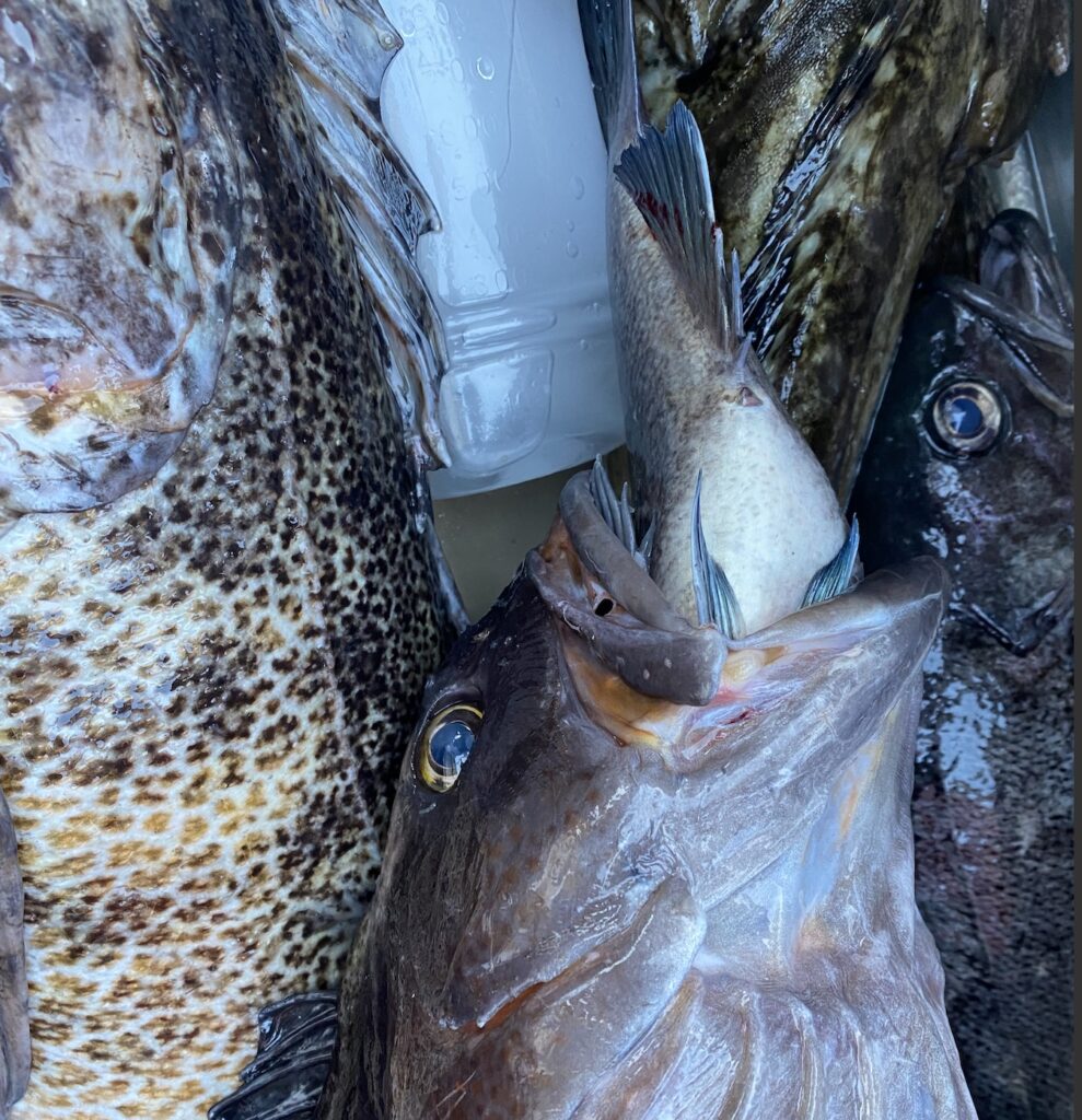 Lingcod dies on last meal