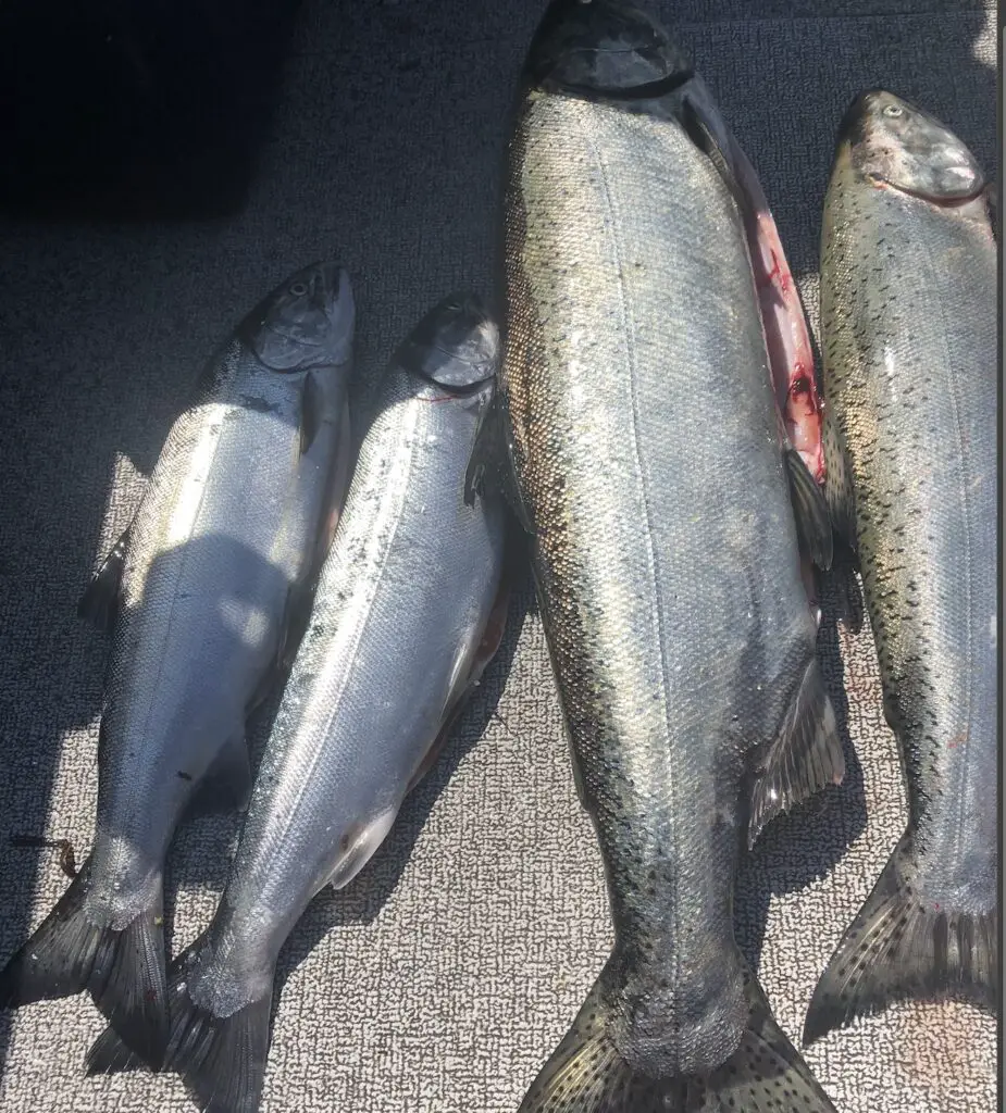 Nice haul of salmon from Marine Area 10