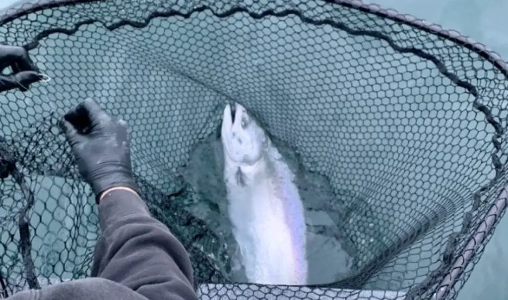 Brilliant chrome, blue and purple color pattern on this king (chinook) salmon