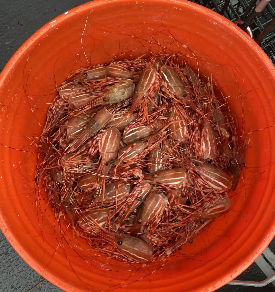 Bucket full of shrimp heads!