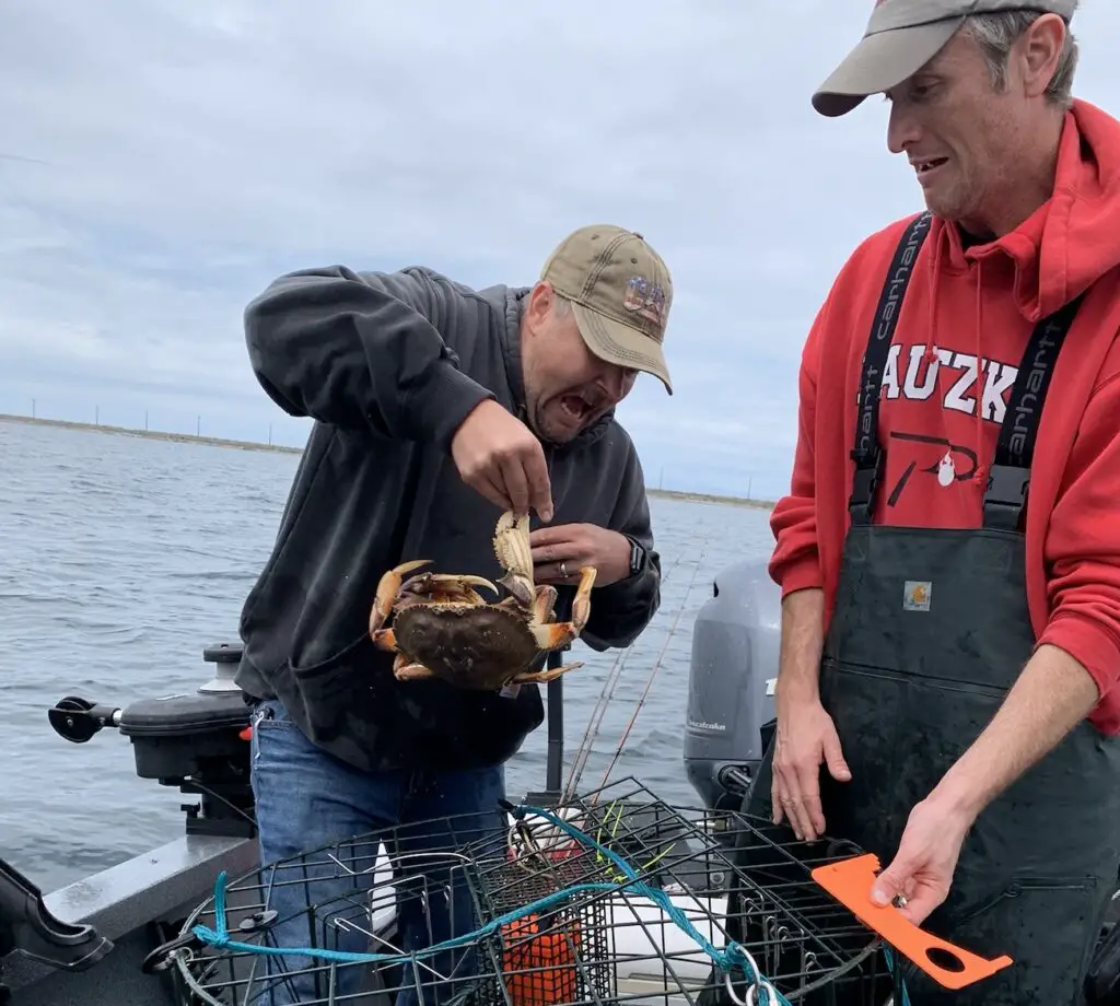 Puget sound dungeness crab getting a good pinch in on my buddy who didn't hangle it correctly
