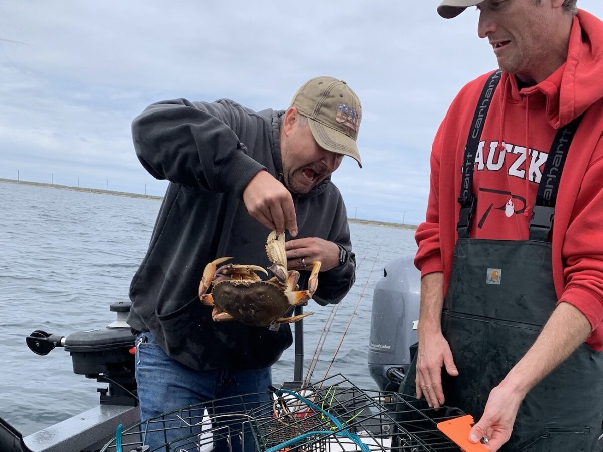 Recreational crabbing to open July 1 for many Puget Sound marine areas