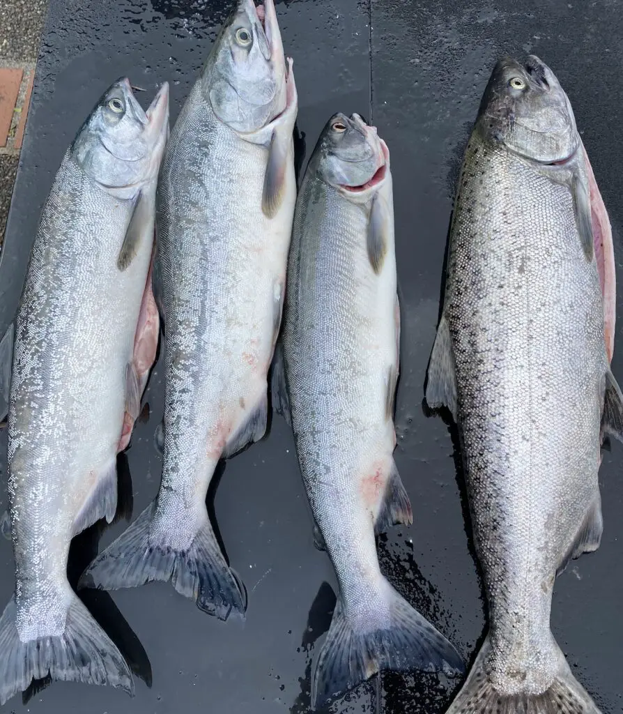 2021 limit of pinks and chinook salmon from the Puyallup