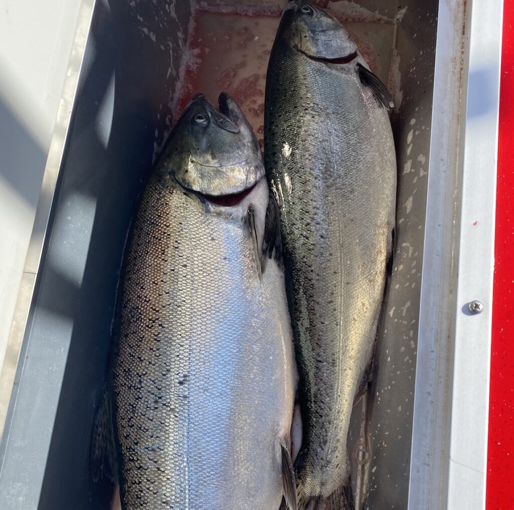 Chinook fish box caught on the Washington coast