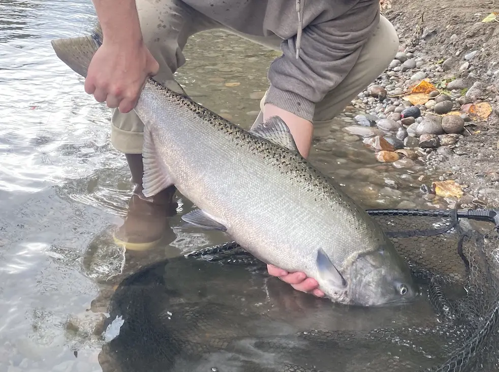 Cowlitz-chinook-being-released