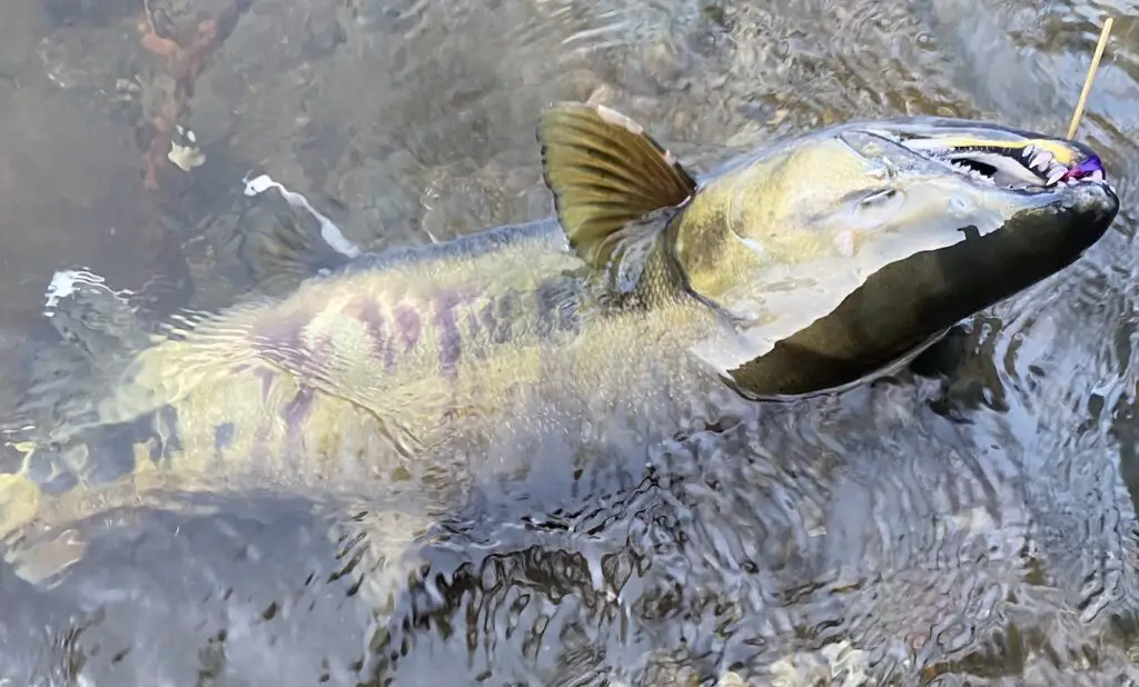 Chum-on-Satsop