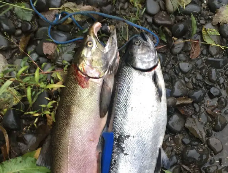 Nooksack River Salmon Fishing 2022 PNW Best Life