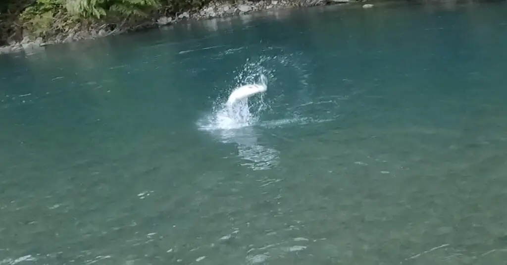 leaping coastal coho