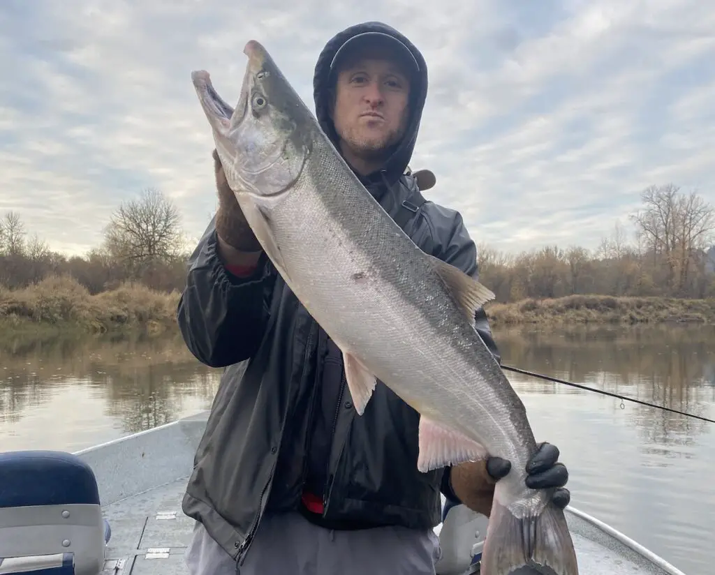 Chehalis hatchery coho in Nov