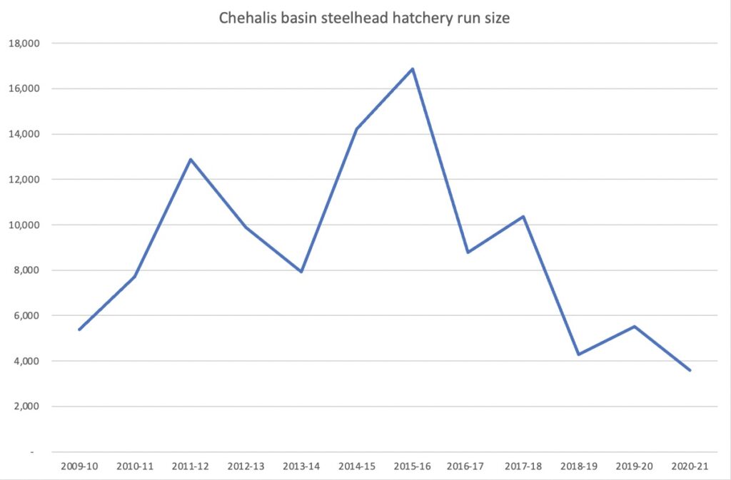 Chehalis hatchery runsize