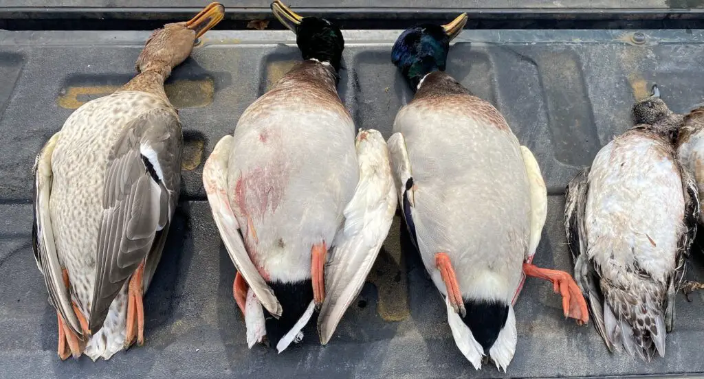 Ducks on a truck