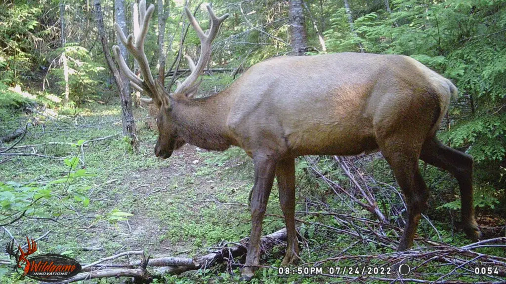 Big honking elk from higher elevation