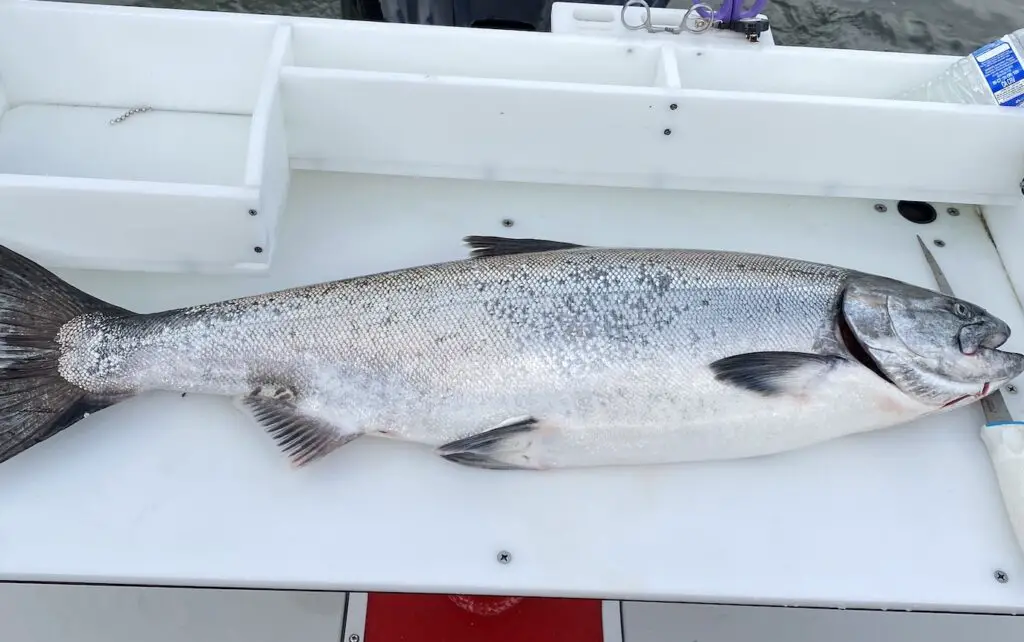 Mid teens fat lower columbia river spring chinook