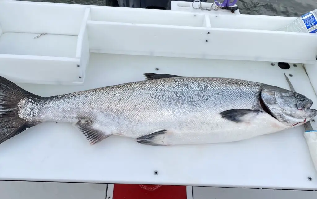 Columbia River Spring Chinook Fishing 2023 PNW Best Life