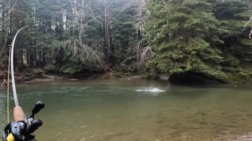 Steelhead breaking surface 