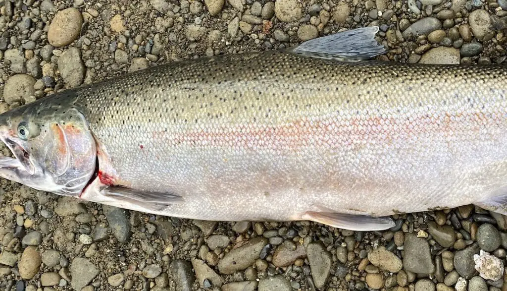 steelhead 15 lb buck