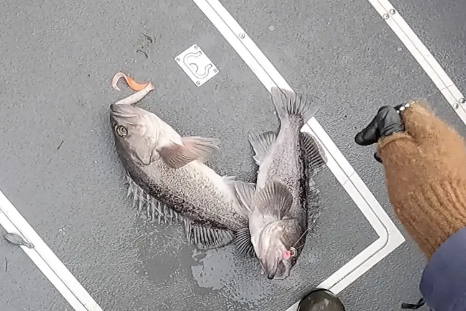 Black rockfish double on the deck