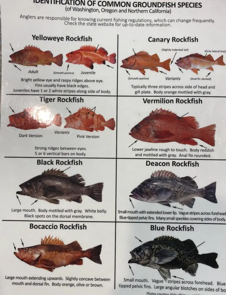 Rockfish identification page 1