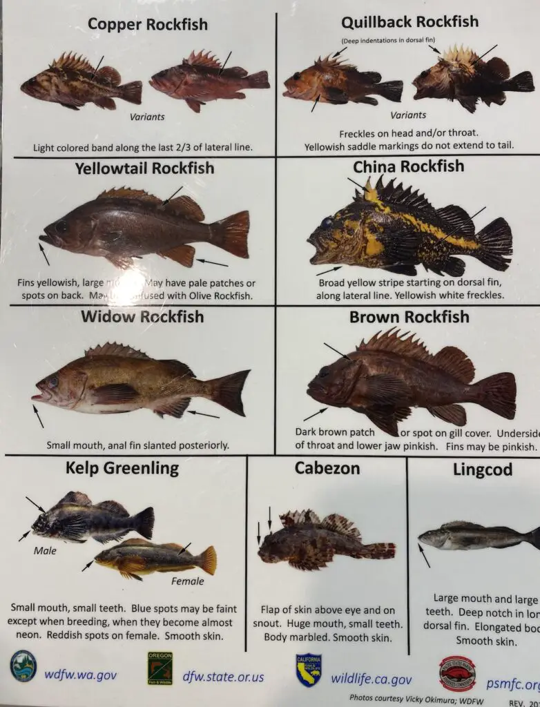 Rockfish identification page 2
