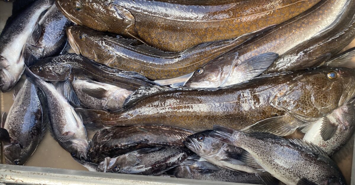 Westport Bottom Fishing – PNW BestLife