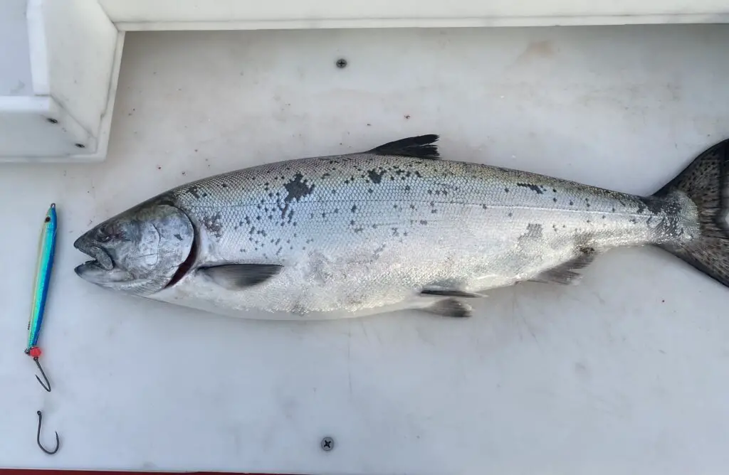 Puget Sound Marine Area 11 Chinook caught on jig