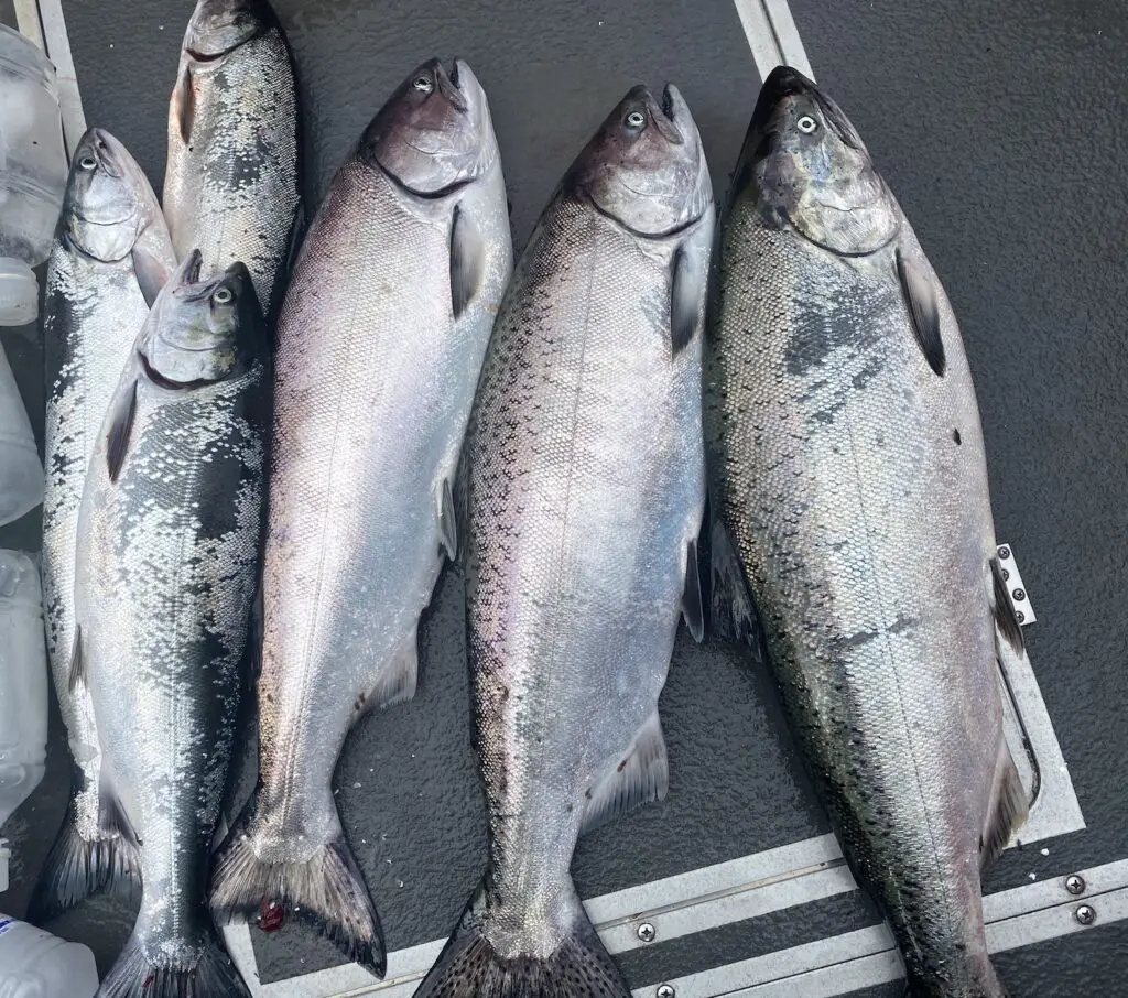  limits of westport chinook and coho 14 11 and 10
