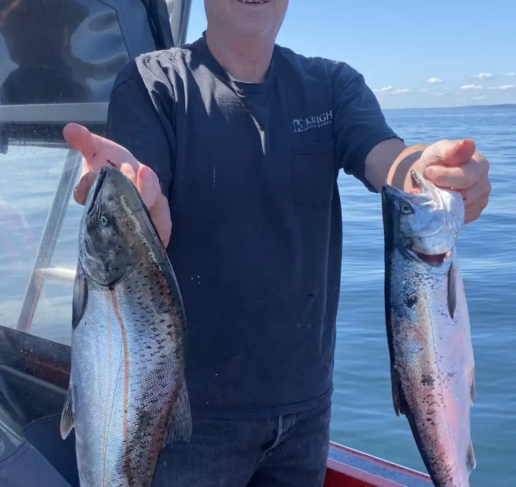 MA9 angler holds out a limit of hatchery chinook and hatchery coho